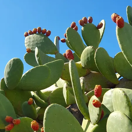 Appartement Traditional Dream Myconian Ornos (Mykonos)