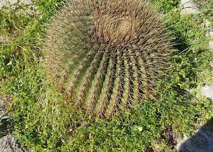 Traditional Dream Myconian Appartement *